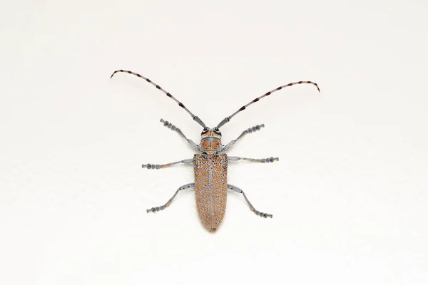 Dorsal Long Horn Brouk Batocera Rufomaculata Pune Maharashtra Indie — Stock fotografie