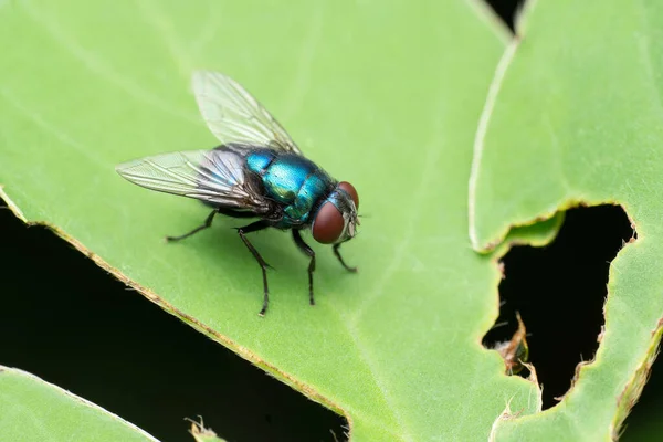Blue Bottle Fly Calliphora Vomitoria Pune Maharashtra Índia — Fotografia de Stock