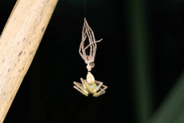 Grüner Jäger Spinnenmauser Olios Melleti Pune Maharashtra Indien — Stockfoto