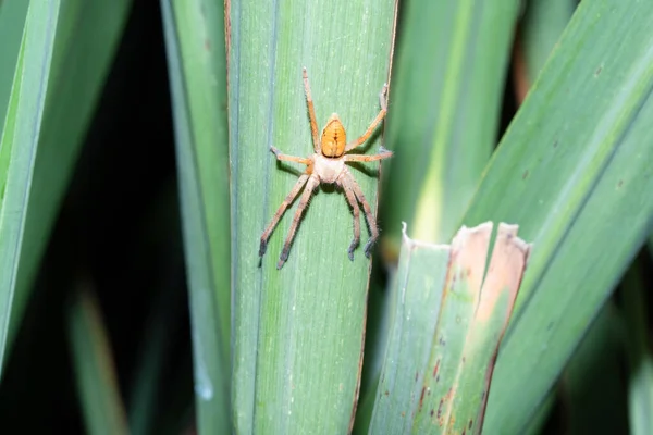 Giant Huntsman Spider Olios Lamarcki Pune Maharashtra India — Stock Photo, Image