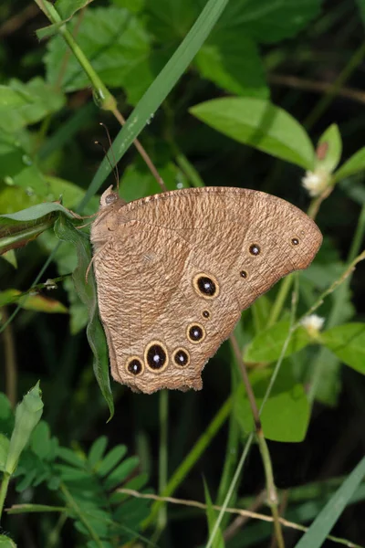 Akşam Kahverengi Kelebek Yan Görüntüsü Melanitis Leda Pune Maharashtra Hindistan — Stok fotoğraf