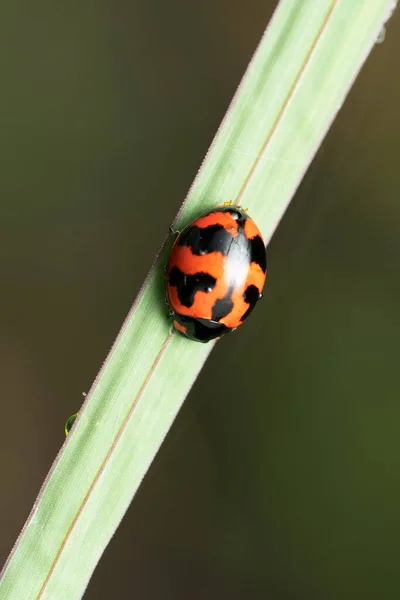 Mariquita Coccinella Transversalis Pune Maharashtra India — Foto de Stock