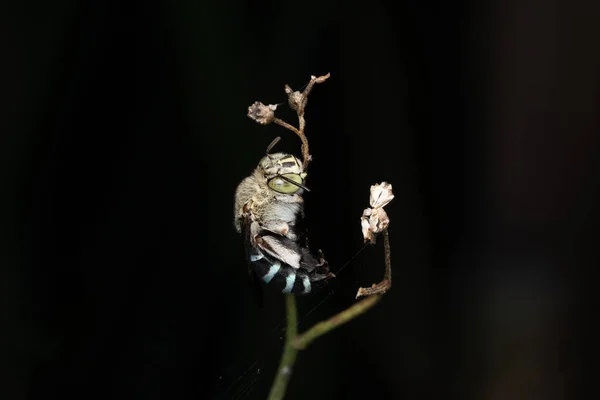 Lateral Blue Banded Bee Amegilla Cingulata Pune Maharashtra India — Stock Photo, Image