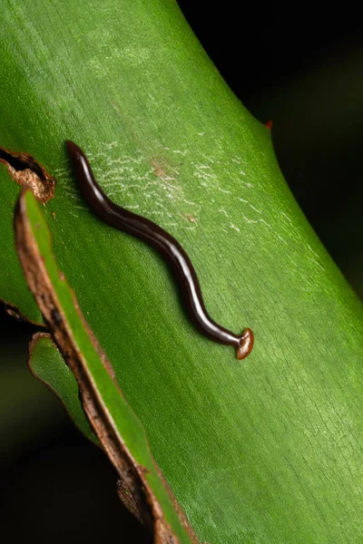 Hammer Headed Slug Bipalium Duscatum Pune Maharashtra India — Foto Stock