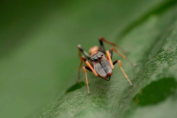 Hormiga Macho Imitar Ojos Araña Myrmarachne Formicaria Pune Maharashtra India —  Fotos de Stock