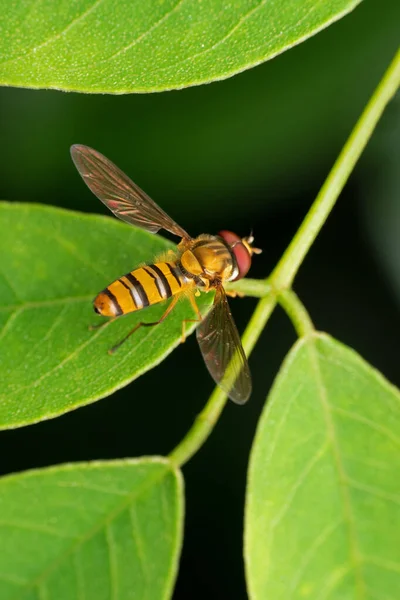 Marmalade Hoverfly Episyrphus Balteatus Pune Maharashtra Índia — Fotografia de Stock