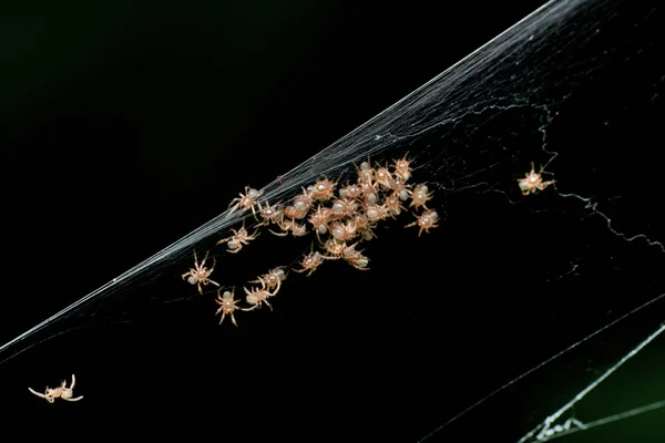 Orb Weaver Spiderlings Neoscona Mukhergie Pune Maharashtra India — ストック写真