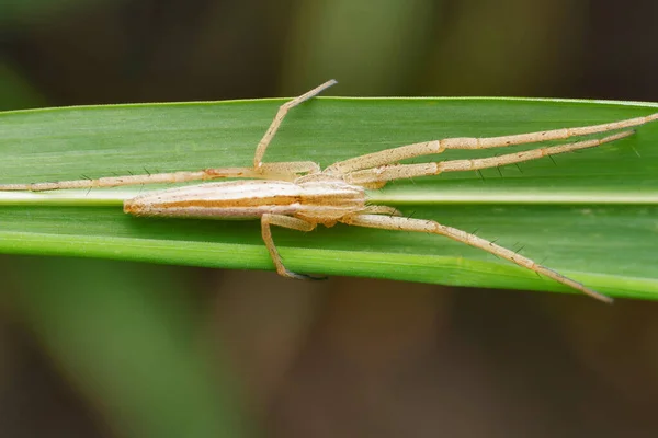 Nursery Web Spider Pisaura Mirabilis Pune Maharashtra India — Stock Photo, Image
