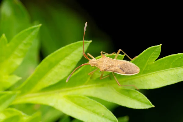 稲穂虫 レプトコリサ オラトリウス プルーン マハラシュトラ インド — ストック写真