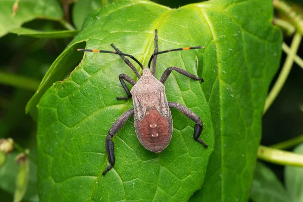 印度马哈拉施特拉邦 Satara Acanthocephala Terminalis — 图库照片