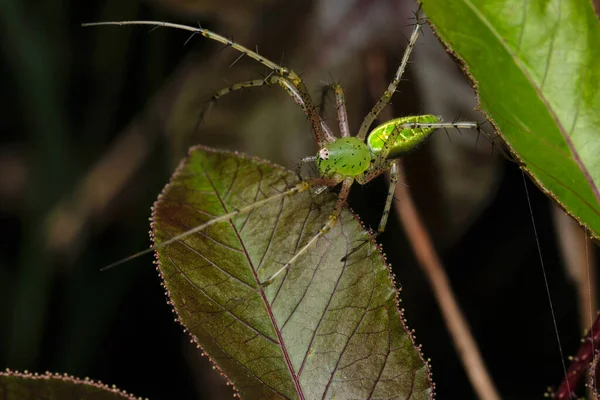 绿叶蜻蜓 Aethriamanta Bokaro West Bengal India — 图库照片
