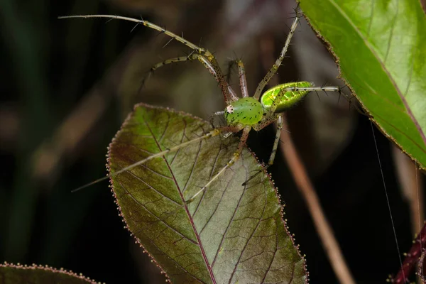 Libélula Folha Verde Aethriamanta Bokaro Bengala Ocidental Índia — Fotografia de Stock