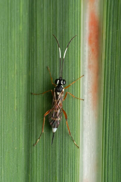 Ichneumon Wasp Messatoporus Discoidalis Satara Maharashtra India —  Fotos de Stock