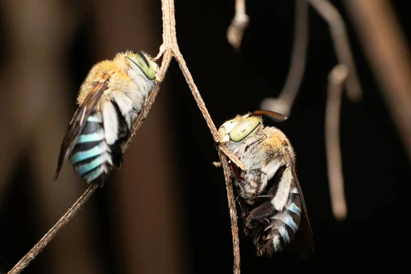 Pair Blue Banded Bee Amegilla Cinguata Pune Maharashtra India — 图库照片