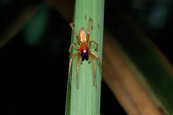 Żółty Worek Pająka Cheiracanthium Punctorium Satara Maharashtra Indie — Zdjęcie stockowe