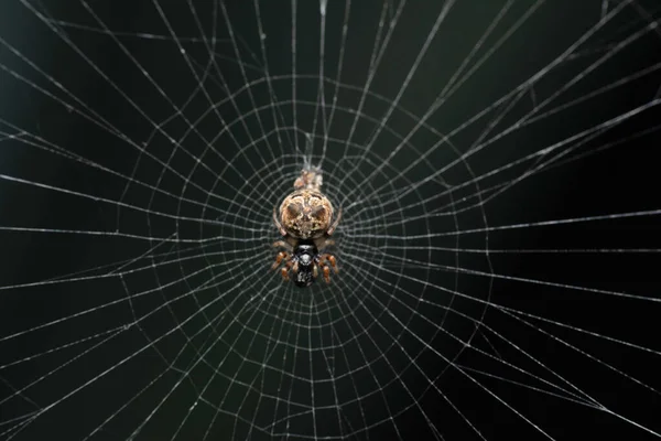 Debris Orb Weaver Clean Web Cyclosa Insulana Satara Maharashtra Índia — Fotografia de Stock