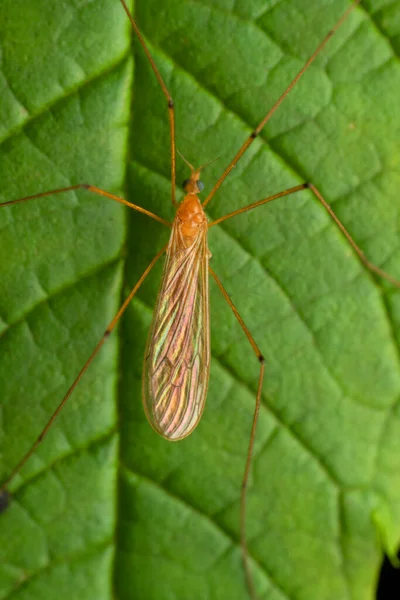 Dorsal Orange Crane Fly Nephrotoma Appendiculata Pune Maharashtra India —  Fotos de Stock