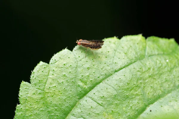 Fruitfly Green Leaf Drosophilidae Pune Maharashtra India — Stock fotografie