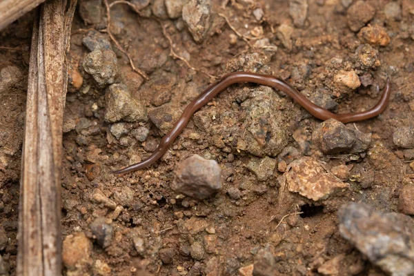 Land Planerian Bipalium Kewense Satara Maharashtra India — Stock Fotó