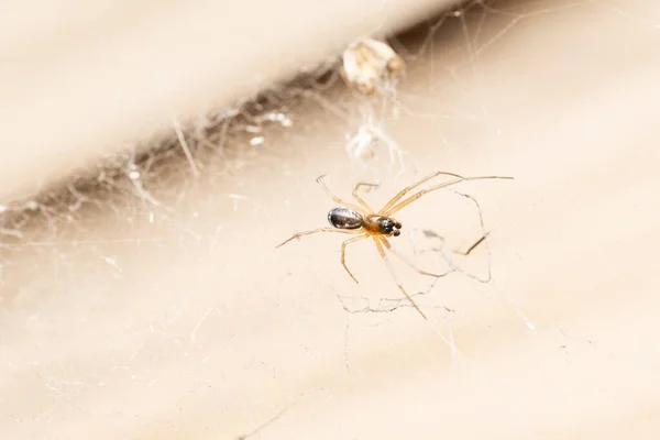 Tangled Web Spider Linyfia Triangularis Satara Maharashtra Índia — Fotografia de Stock