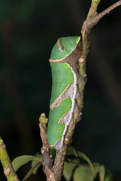 Bruco Della Farfalla Mormone Comune Papilio Polytes Satara Maharashtra India — Foto Stock