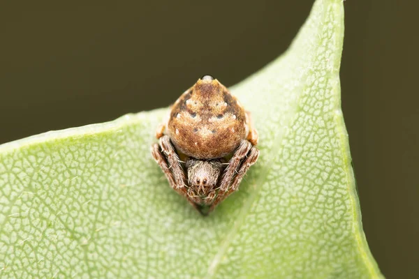 Dorsal Orb Weaver Eriovixia Laglaizei Satara Maharashtra India —  Fotos de Stock