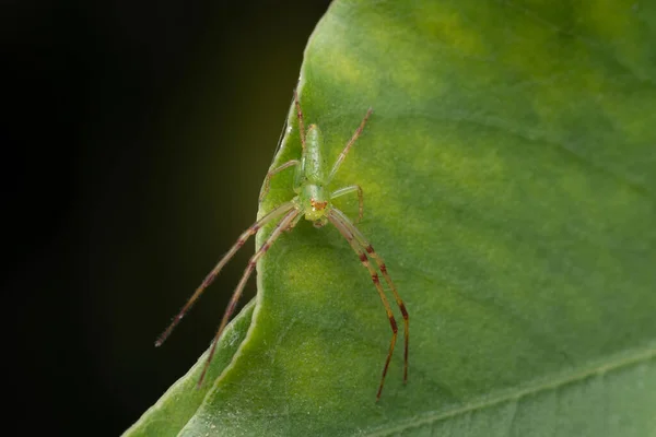 Zöld Futórák Pók Loxobates Ephippiatus Thorell 1877 Thomisidae Satara Maharashtra — Stock Fotó