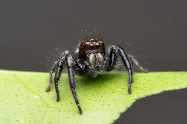 Male Jumping Spider Carhottus Viddus Salticidae Satara Maharashtra India — Stock Photo, Image