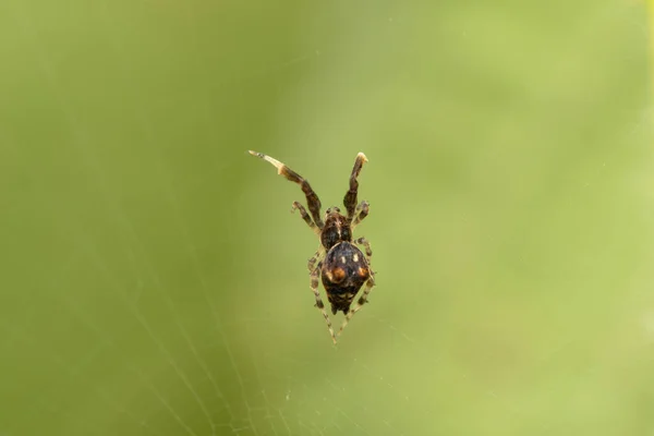 Male Mesh Weaver Spider Uloborus Plumipes Uloboridae Satara Maharashtra India — Stock Photo, Image