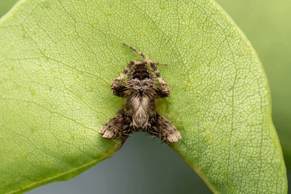 Male Orb Weaver Spider Neoscona Nautica Araneidae Satara Maharashtra Indie — Stock fotografie