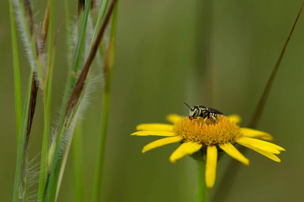 Pollen Wasp Pseudomasaris Vespoides Satara Maharashtra Ινδία — Φωτογραφία Αρχείου