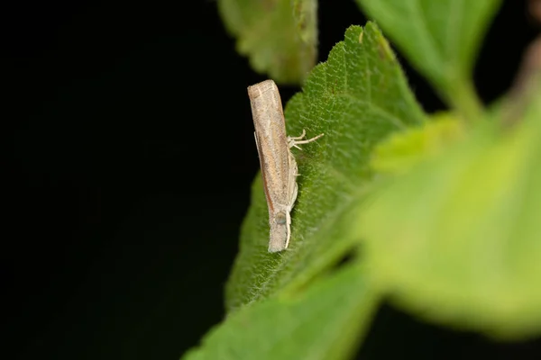 Slangenmot Crambus Pascuella Satara Maharashtra India — Stockfoto