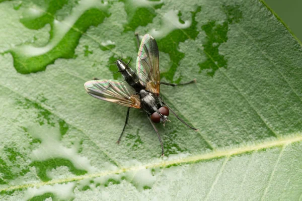 Fly Mintho Rufiventris Satara Maharashtra India — Stock fotografie