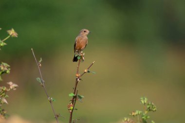 Pied bush chat, Saxicola caprata, Tadoba, Maharashtra, Hindistan 