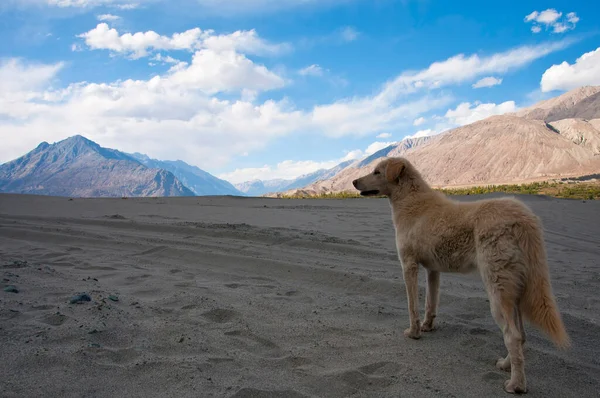 Perro Valle Nubra Con Telón Fondo Montaña Leh Ladakh India — Foto de Stock