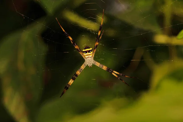 Signature Spider Argiope Keyserlingi Bokaro West Bengal India — Stock Photo, Image