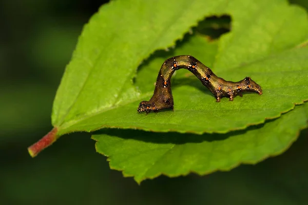 黑蚯蚓 Hyposidra Talaca West Bengal India — 图库照片