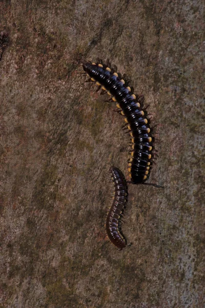 Yellow Spotted Millipede Harpaphe Haydeniana West Bengal India — Stock Photo, Image