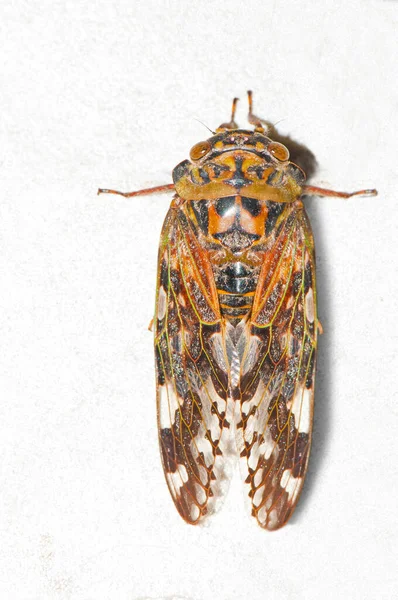 Dorsal Cicada Isolated White Platypleura Fempferi Ladakh India — стоковое фото