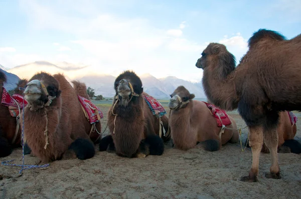 Dwa Wielbłądy Camelus Bactrianus Nubra Valley Leh Ladakh Indie — Zdjęcie stockowe