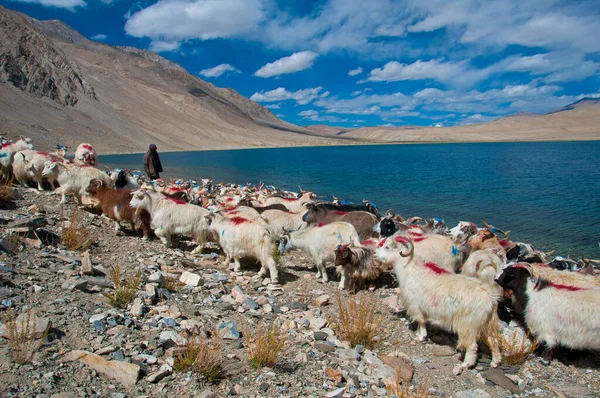 Cabras Sheperd Tso Moriri Ladakh India — Foto de Stock