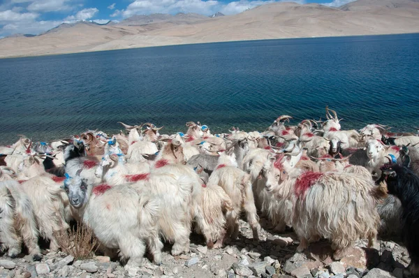 Cabras Tso Moriri Ladak India — Foto de Stock