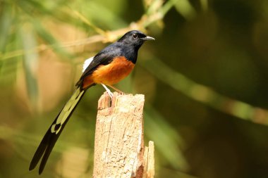 Beyaz Rumped Shama, Copsychus malabaricus, Ganeshgudi, Karnataka, Hindistan