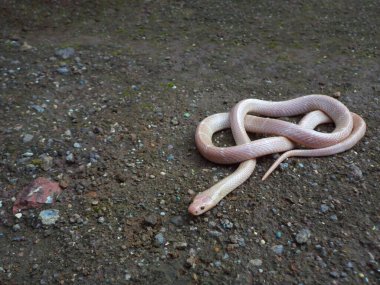 Albino common krait, Bungarus caeruleus, Karnataka, Hindistan