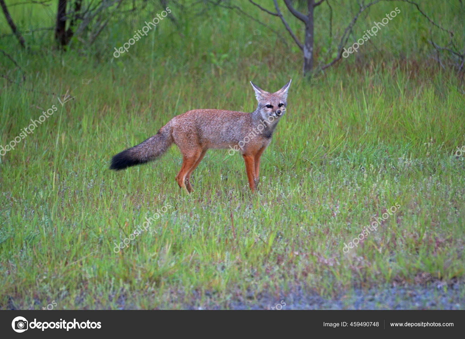 Bengal fox, Vulpes bengalensis,, Khandala, Satara, Maharashtra, India Stock Photo by ©RealityImages 459490748 Bengal fox, Vulpes bengalensis,, Khandala, Satara, Maharashtra, India Stock Photo by ©RealityImages 459490748