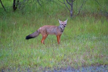 Bengal tilkisi, Vulpes bengalensis, Khandala, Satara, Maharashtra, Hindistan