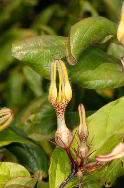 희귀 한 꽃 , Ceropegia hirsuta, Satara, Maharashtra, India — 스톡 사진