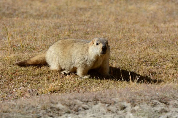 Marmot Tubuh penuh, Marmota flaviventris, Ladakh, Jammu Kashmir, India — Stok Foto