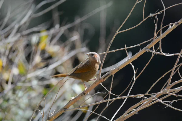 Rufous-Fronted Babbler, Stachyridopsis rufifrons, Leh, Ladakh, Jammu Kashmir, India — Stock Photo, Image