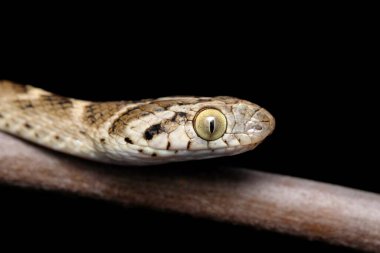 Kedi Yılan Başı, Verticle öğrencisi, Boiga trigonata, Satara, Maharashtra, Hindistan